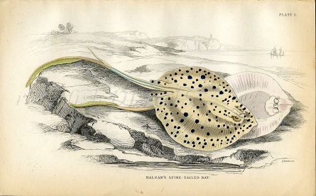 JARDINE/LIZARS - THE HALGAN'S SPINED-TAILED RAY fish print 1843