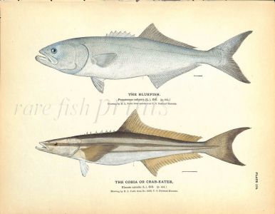 THE BLUEFISH & THE CORBIA print