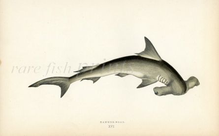 THE HAMMERHEAD SHARK fish print