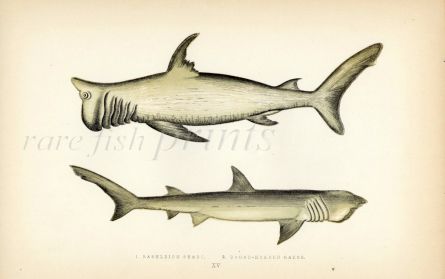 THE RASHLEIGH SHARK & BROAD-HEADED GAZER SHARK fish print