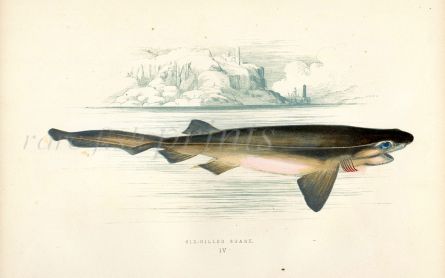 THE SIX-GILLED SHARK fish print