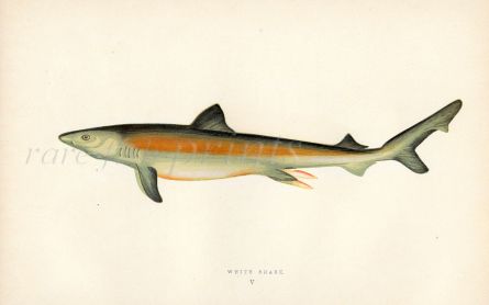 THE WHITE SHARK fish print