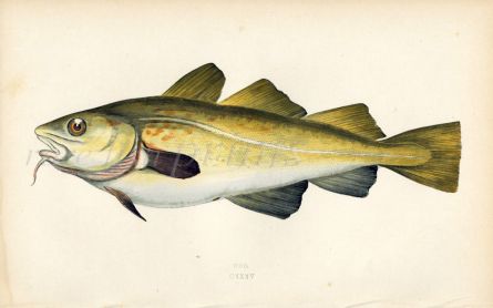 THE COD fish print