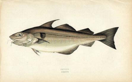 THE HADDOCK fish print