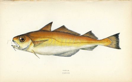 THE POWER fish print