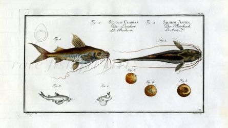 THE LONG-BEARDED AND CRACK-BELLY CATFISH print (Silurus Clarias & Ascita)