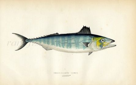 THE SHORT-FINNED TUNNY/TUNA fish print