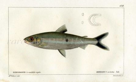 CUVIER - HEMIODUS HALFTOOTH fish print