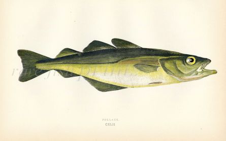 THE POLLACK fish print