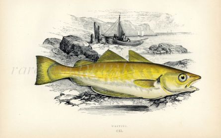 THE WHITING fish print