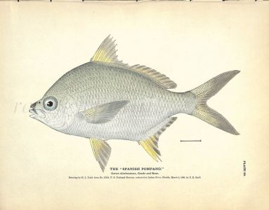 THE SPANISH POMPANO print