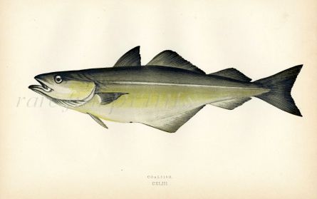 THE COALFISH print
