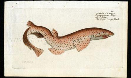 THE LESSER ROUGH HOUND print (Spotted dogfish, shark - Squalus Catulus)