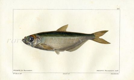 CUVIER - THE LONGFIN HERRING fish print