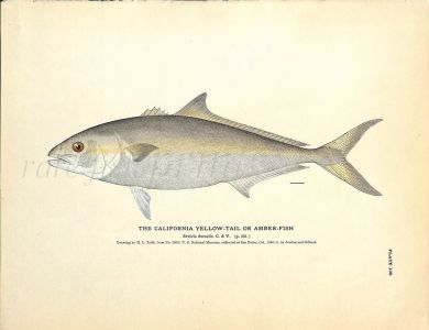 THE CALIFORNIA YELLOW TAIL OR AMBERFISH print