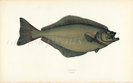 THE HALIBUT fish print