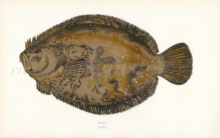 THE BRILL fish print