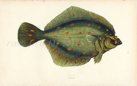 THE PLAICE fish print