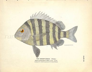 THE SHEEP'S HEAD (YOUNG) print