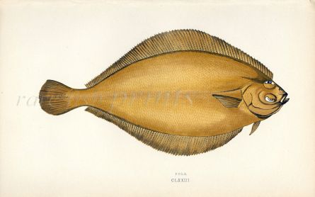 THE POLE FLOUNDER fish print