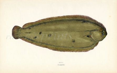 THE SOLE fish print
