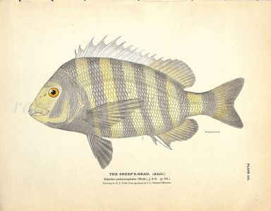 THE SHEEP'S HEAD (ADULT) print