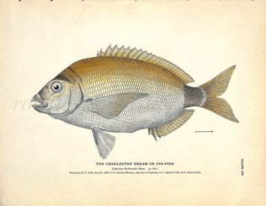 THE CHARLESTON BREAM OR PIN-FISH print