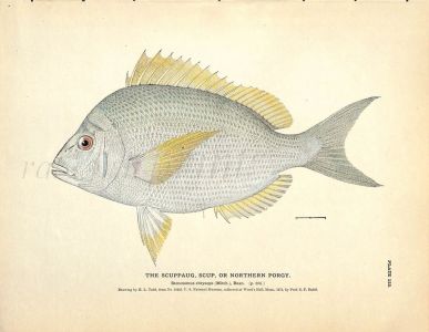 THE SCUPPAUG OR NORTHERN PORGY print