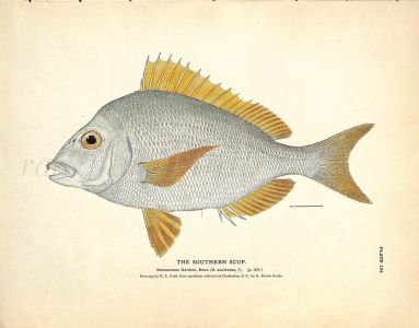 THE SOUTHERN SCUP print