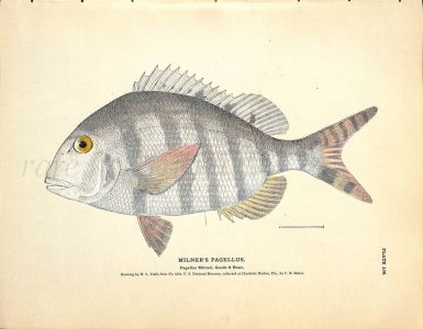 MILNER'S PAGELLUS print