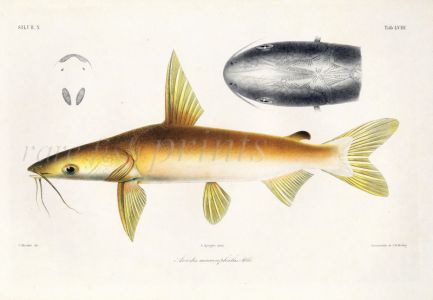 SILURE - Ariodes macrocephalus - LARGE HEADED ARIODES CATFISH print