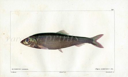 CUVIER - THE HERRING fish print