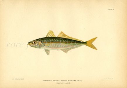 THE SCAD HORSE MACKEREL fish print