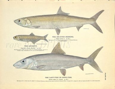 THE BIG-EYED HERRING, ANCHOVY &  BONEFISH print