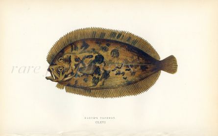 BLOCH'S TOPKNOT fish print