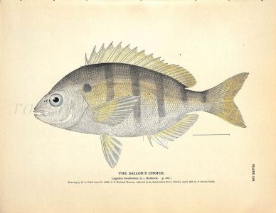 THE SAILOR'S CHOICE print