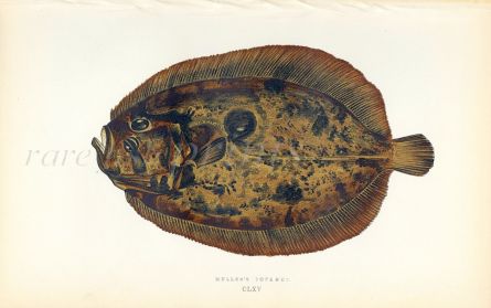 MULLER'S TOPKNOT fish print