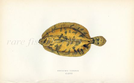 THE EKSTROM'S TOPKNOT fish print