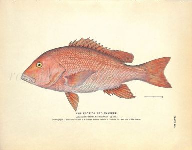 THE FLORIDA RED SNAPPER print
