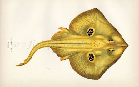 THE CUCKOO RAY fish print