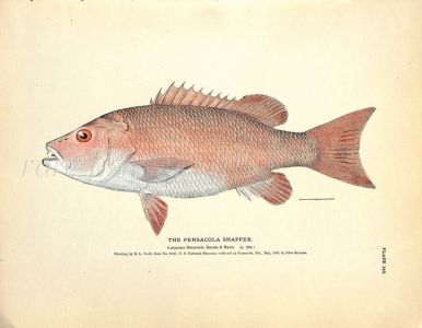 THE PENSACOLA SNAPPER print