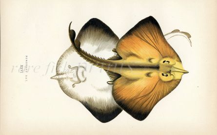 THE BORDERED RAY fish print