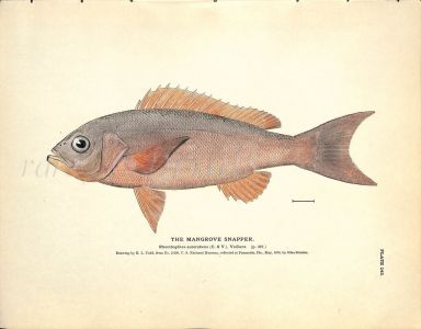 THE MANGROVE SNAPPER print