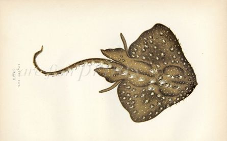 THE STARRY RAY fish print