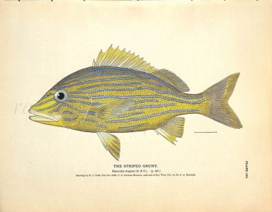 THE STRIPED GRUNT print