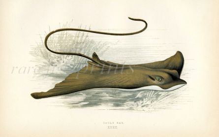 THE EAGLE RAY fish print