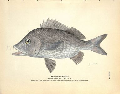 THE BLACK GRUNT print