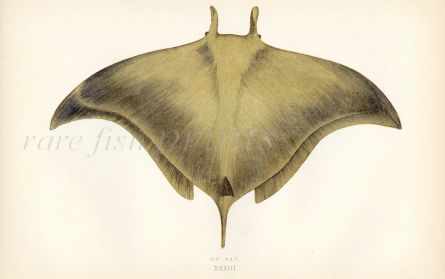 THE OX RAY fish print