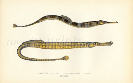 THE GREATER PIPEFISH & BROAD-NOSED PIPEFISH print