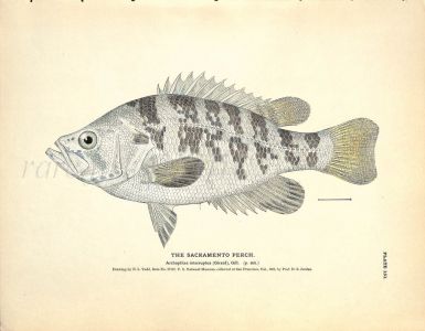 THE SACRAMENTO PERCH print